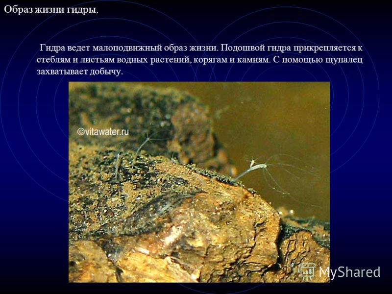 Сайт мега кракен